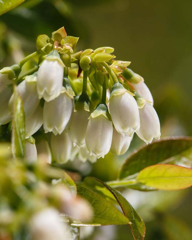 Blüten einer BrazelBerry® Pflanze im Frühling