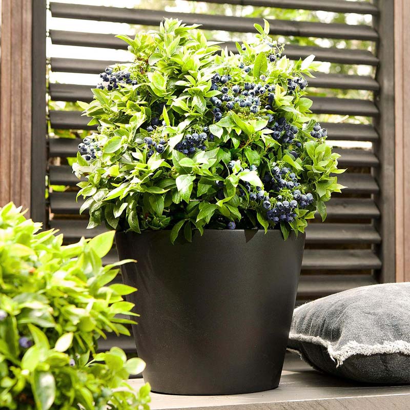 BrazelBerry® Pflanze auf einer Terrasse im Kübel