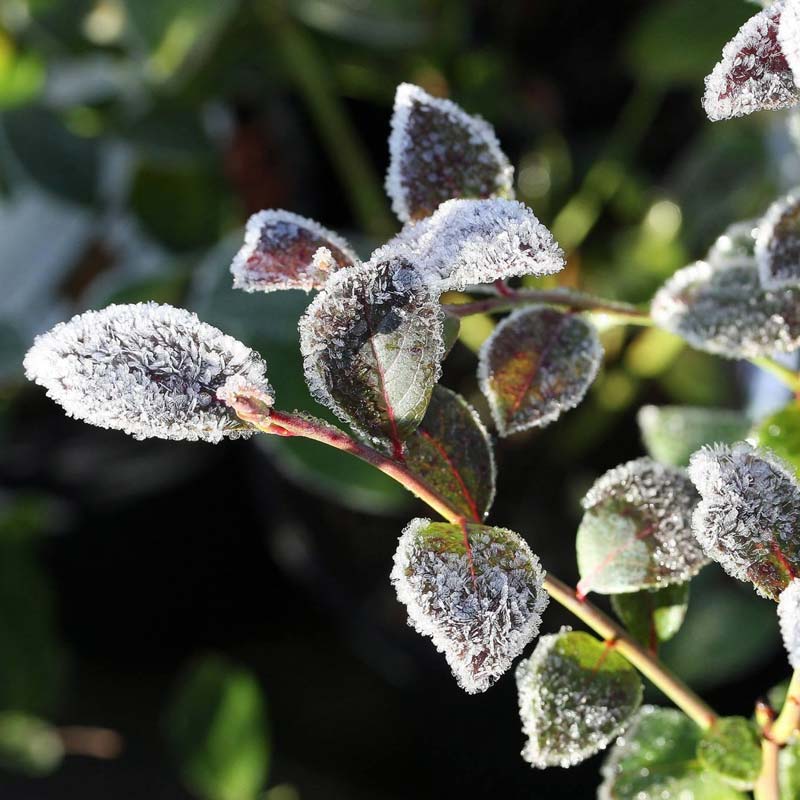 Laub einer BrazelBerry® Pflanze mit Frost überzogen.