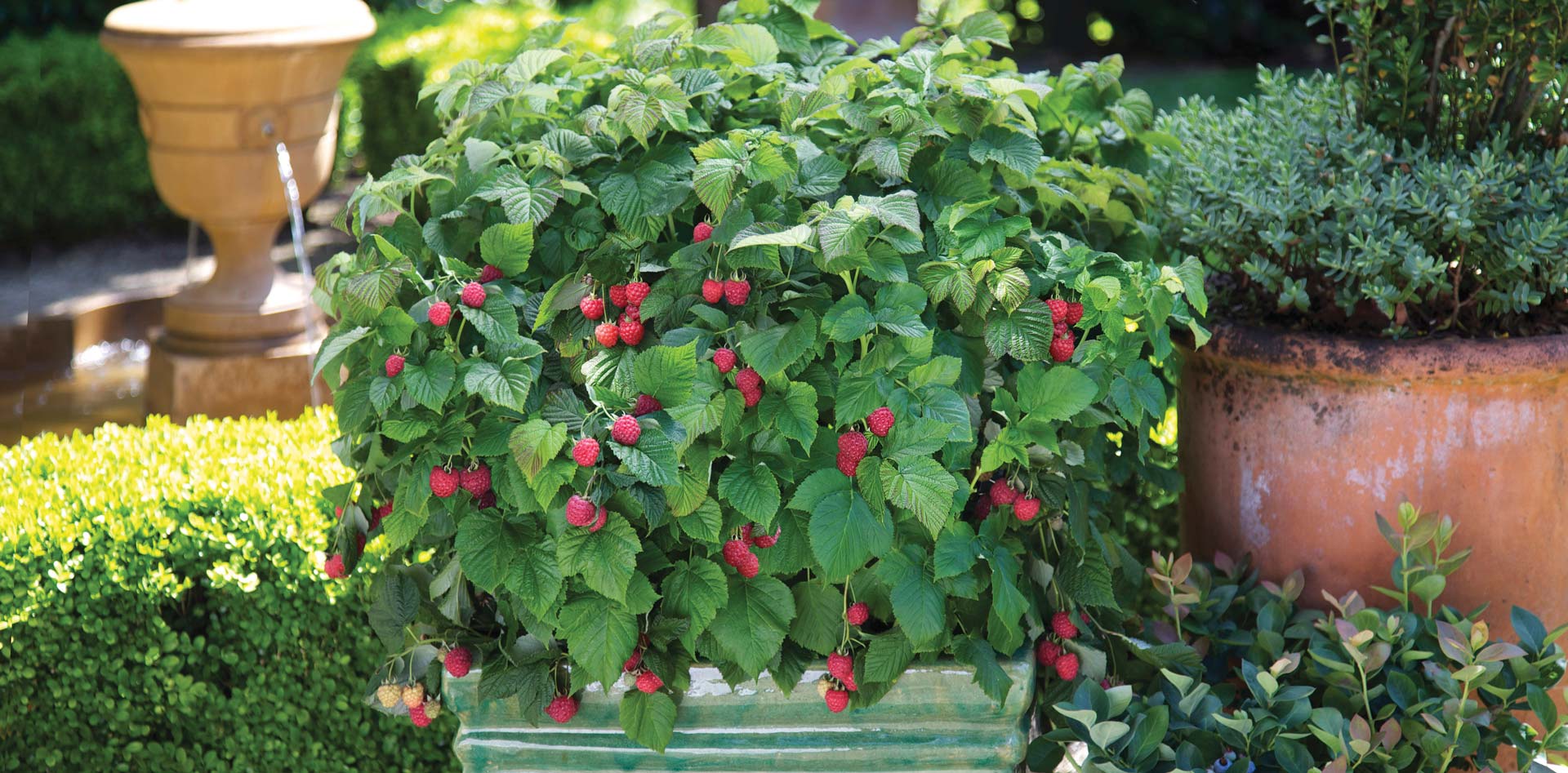 BrazelBerry® Raspberry Shortcake® im Kübel im Garten