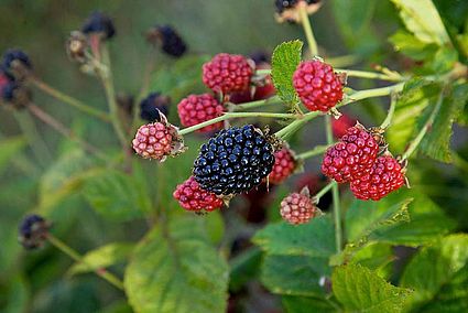 Bushel and Berry® Baby Cakes Blackberry® Shrubs | FastGrowingTrees.com