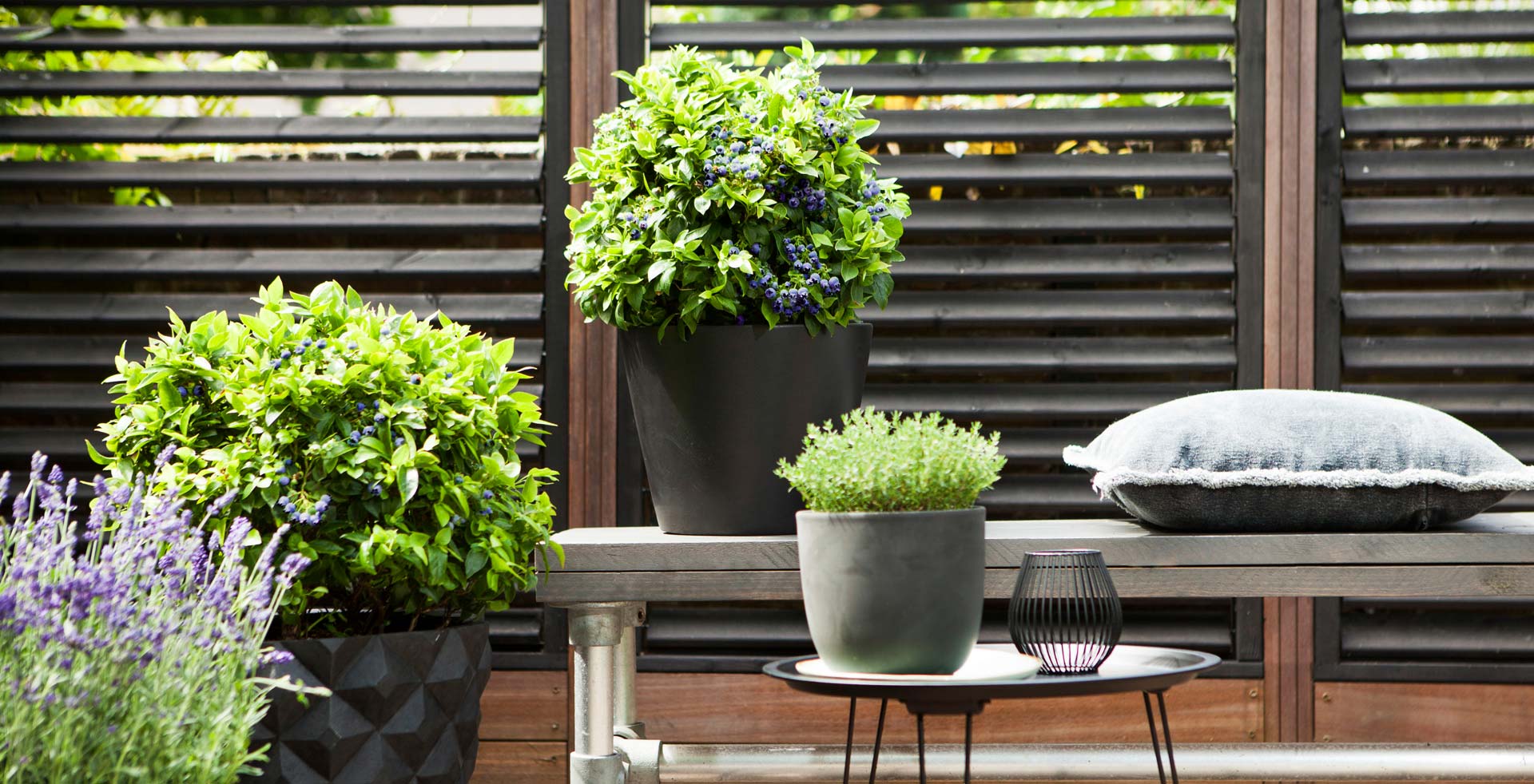 Terrassensituation mit BrazelBerry® Pflanzen