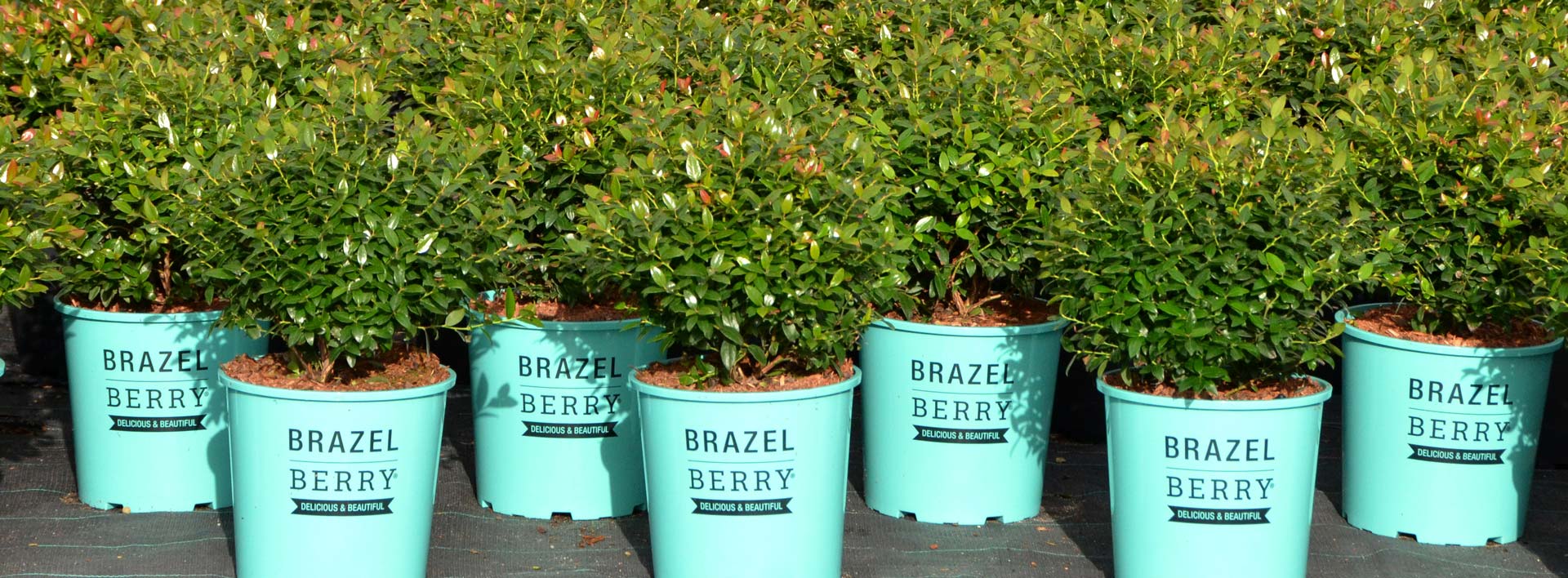 BrazelBerry® Pflanzen im Topf auf der Produktionsfläche in Deutschland